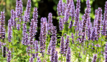 L'agastache, la vivace aromatique aux fleurs mellifères