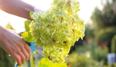 Comment bouturer un hortensia très facilement ?
