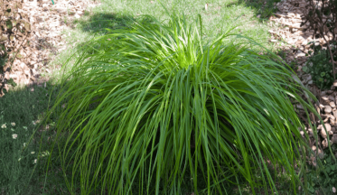 Le Carex, la graminée qui n'en est pas une !