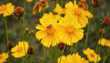 Les coréopsis, des vivaces à la floraison solaire