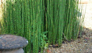 Prêle du Japon : culture, entretien et bienfaits procurés !