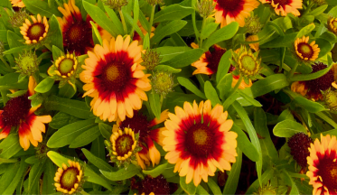 Avec la gaillarde, des fleurs en continu durant 6 mois