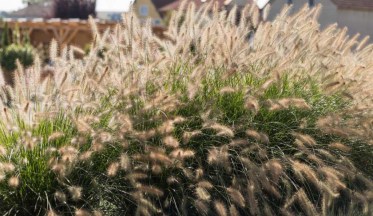 Le Pennisetum, une graminée tout terrain à la floraison en épis duveteux
