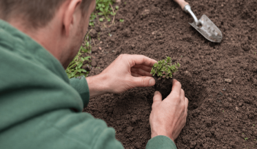 Comment planter des mini-mottes ?