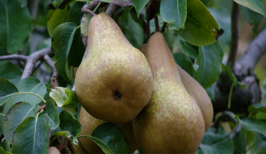 Le poirier, le fruitier incontournable des vergers
