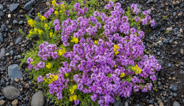 Le thym rampant, un couvre-sol odorant et mellifère