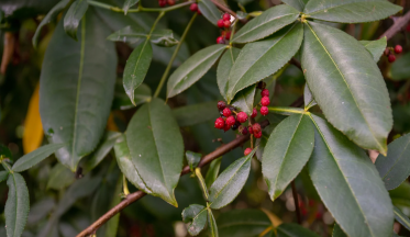 Comment cultiver le poivrier de Sichuan ?