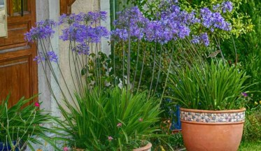 Planter des Agapanthes