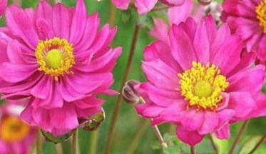 Anémone du Japon rose 'Pamina' - Vente en ligne de plants de Anémone du  Japon rose 'Pamina' pas cher | Leaderplant