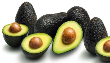 Culture de l'Avocatier