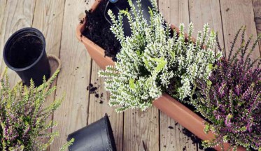 La Bruyère : un couvre-sol résistant et mellifère pour l’hiver