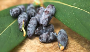Le Chèvrefeuille comestible : une nouvelle Baie étonnante !