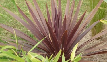 La Cordyline