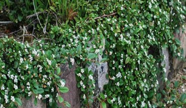 Planter des Cotoneasters rampants