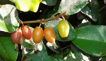 L'Eleagnus : arbuste multi-fonctions !