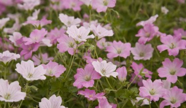 Comment associer les Géraniums Vivaces