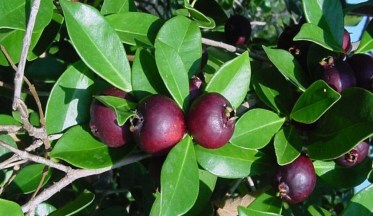 Les Goyaviers - Psidium, fruits méconnus mais savoureux !