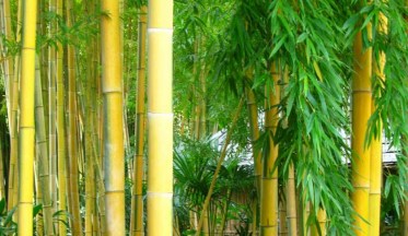Haie de Bambous Phyllostachys