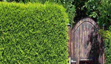 Planter une Haie de Cyprès