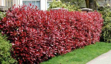 La Haie de Photinia