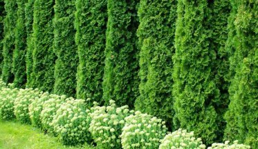 Planter une Haie de Thuya