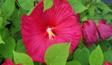 L'Hibiscus : un Air tropical dans nos jardins