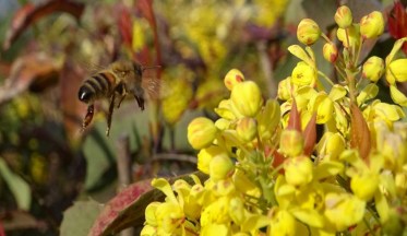 Le Mahonia : source mellifère en hiver !