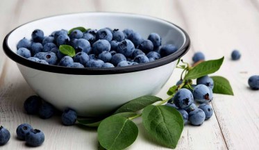 Cultiver des Myrtilles