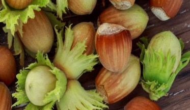 Le Noisetier : planter, entretenir, tailler et récolter