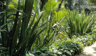 Moderne, Graphique et Coloré : Le Phormium !