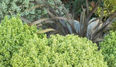 Le Pittosporum, Arbuste Bord de Mer mais pas que !