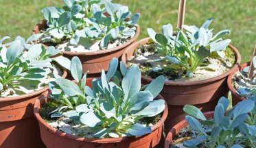 Cultiver la Plante à Huître