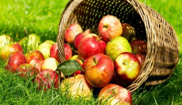 La Culture du Pommier