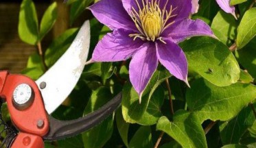 Comment tailler une clématite ?