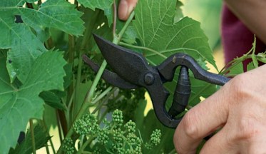 Tailler les vignes à fruits