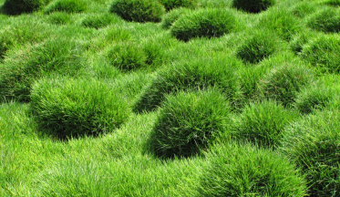 Le Zoysia : l'alternative au gazon