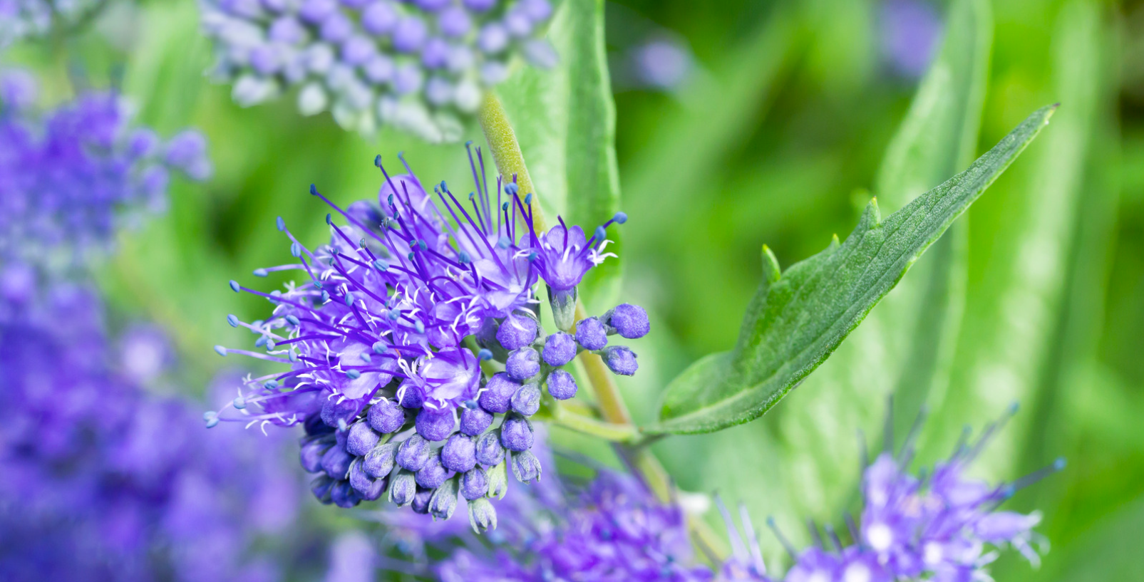 Le caryopteris, un arbuste précieux pour sa floraison bleue et tardive