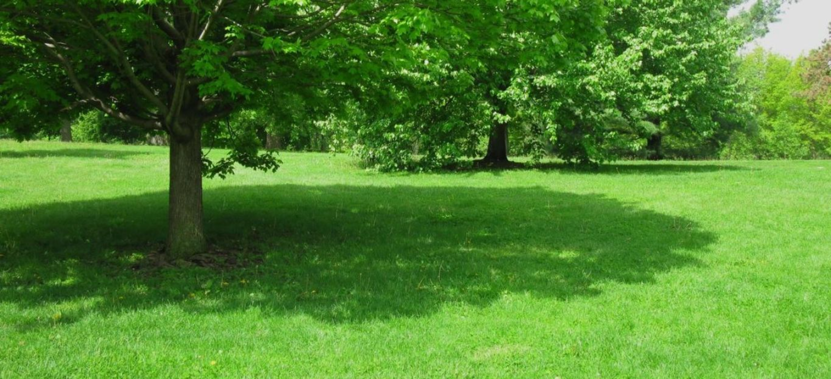Quels arbres pour faire de l'ombre dans un jardin ?