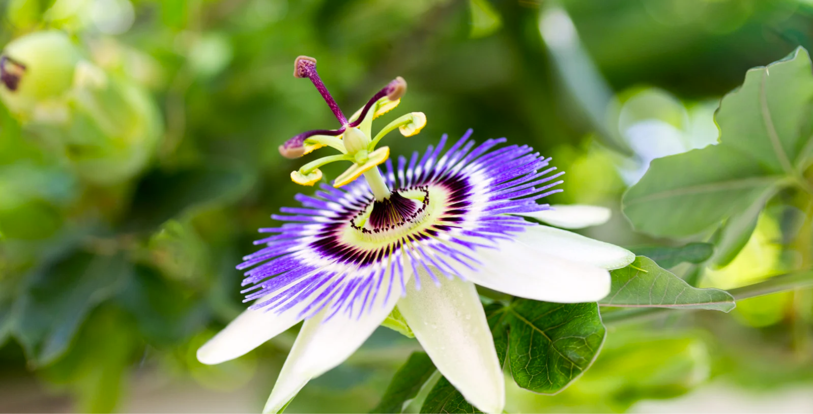 La passiflore ou Fleur de la passion : un parfum d'exotisme au jardin
