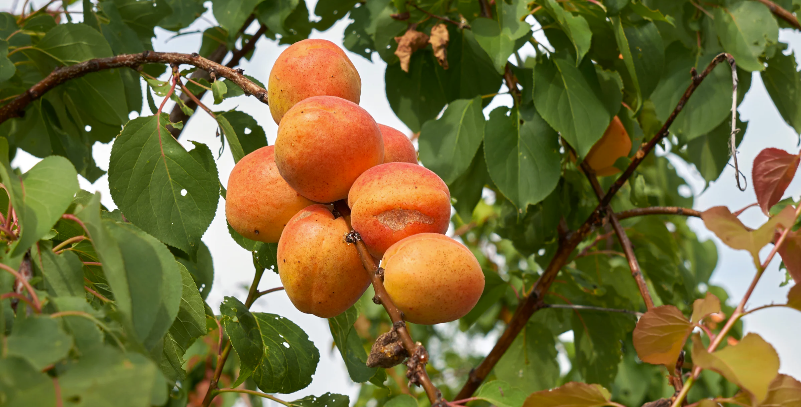 L'abricotier, pour un été savoureux  