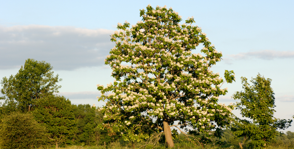 Quels arbres poussent le plus vite ?