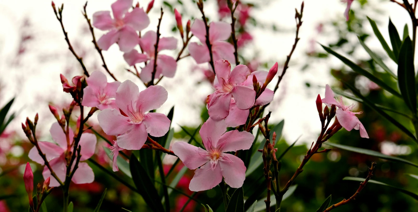 Des arbustes pour un jardin fleuri toute l'année