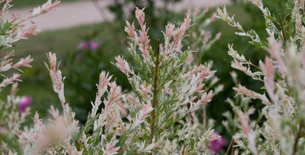 Le saule crevette, l'arbuste au feuillage panaché de rose