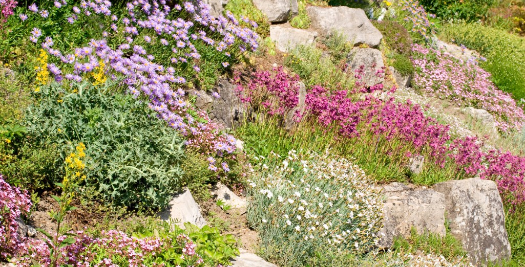 Les 10 meilleures plantes pour aménager une rocaille