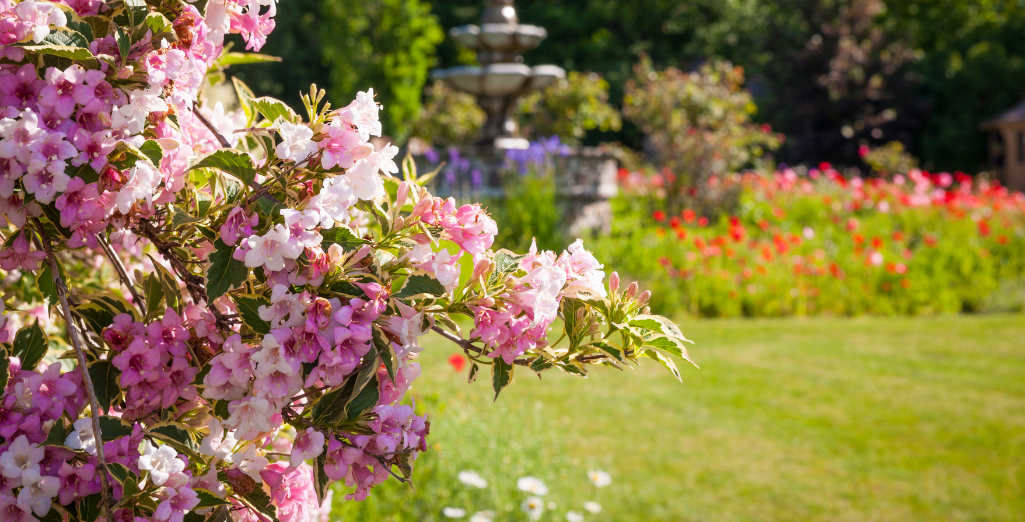 Que faire en juin au jardin ?