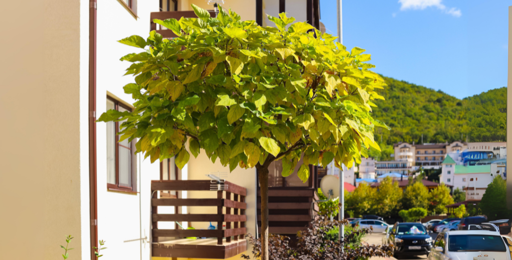 Le catalpa, un bel arbre d'ombrage à la croissance rapide
