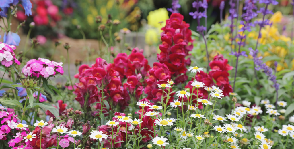 Les meilleurs vivaces et arbustes pour fleurir votre été