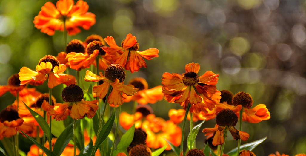 Automne fleuri : notre sélection de vivaces et d'arbustes