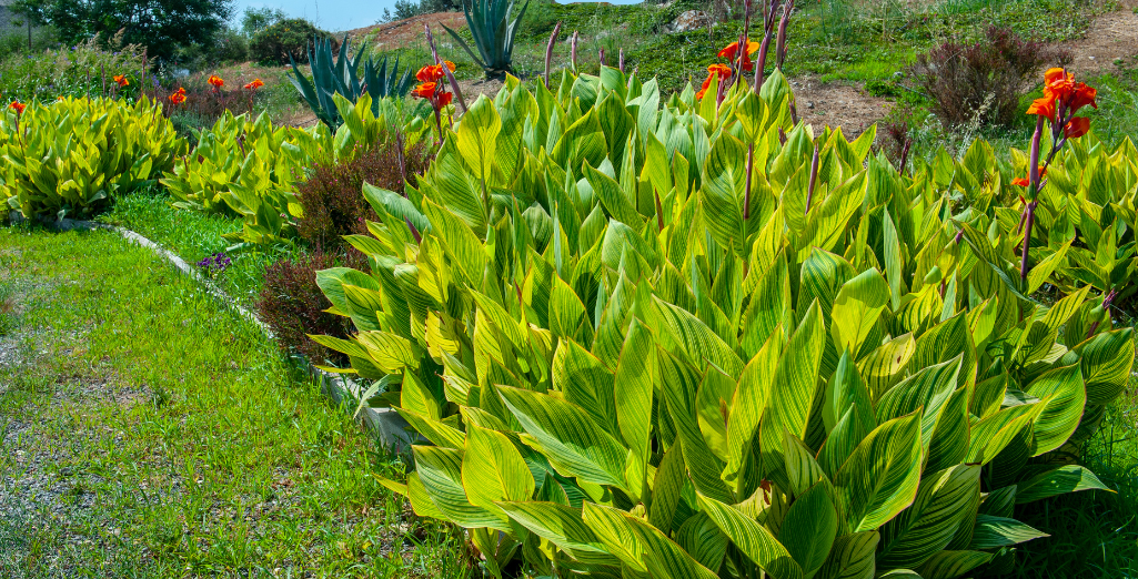 Le canna, une vivace à l'allure exotique