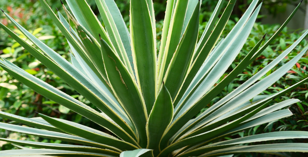 L'agave, une plante succulente pour une touche d'exotisme au jardin